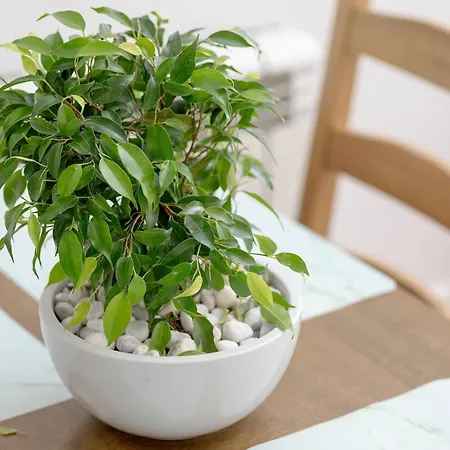 Appartement Five Bedroom For 12 In Gdansk Center With Desk And Balcony By Renters *